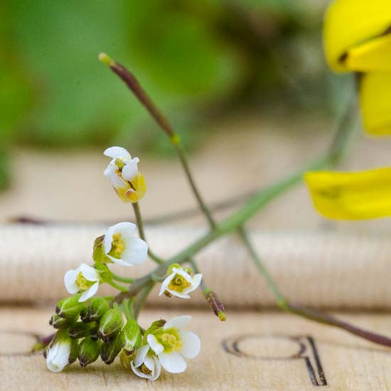 Nature Collection Board Small