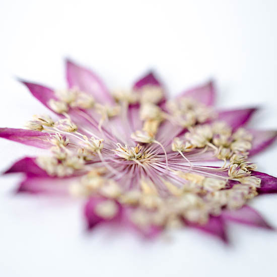 Small Flower Press with Rubber Bands